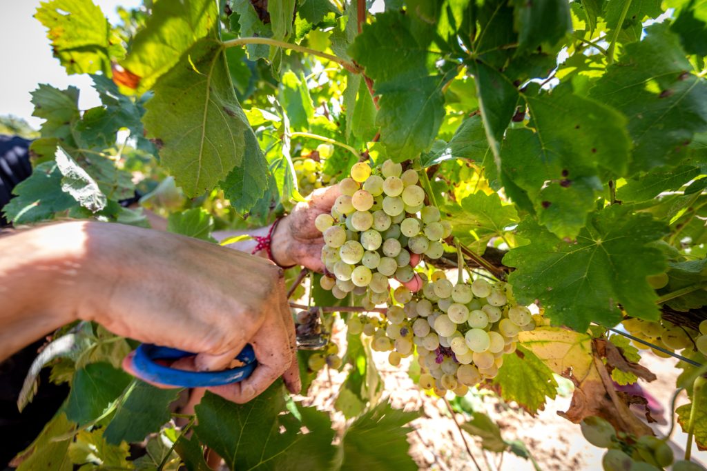 Behind the scenes winery photography of grape clipping